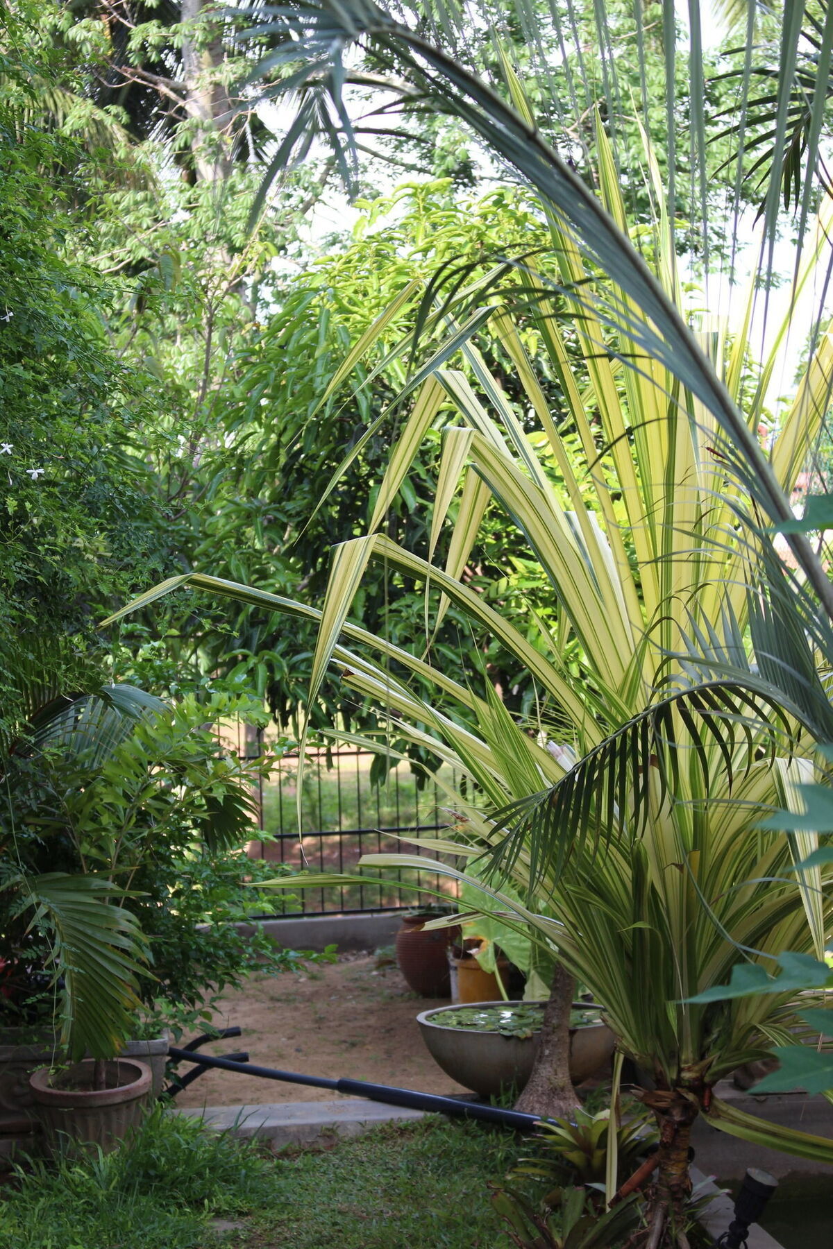 Villa Kapuru Negombo Kültér fotó
